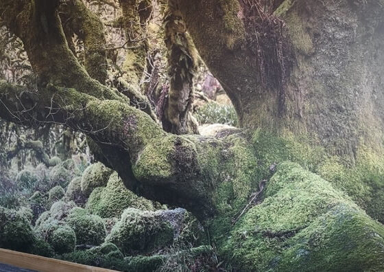 Wallpaper